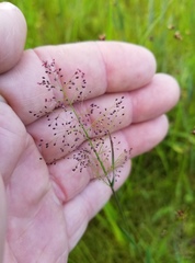 Dichanthelium longiligulatum