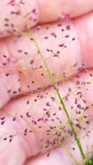 Dichanthelium longiligulatum