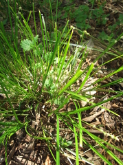 Carex muricata
