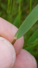 Dichanthelium longiligulatum