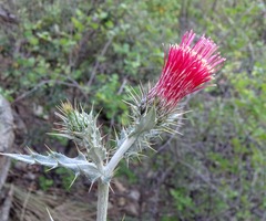 Cirsium arizonicum