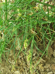 Carex distachya