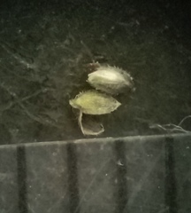 Dichanthelium longiligulatum