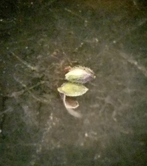 Dichanthelium longiligulatum