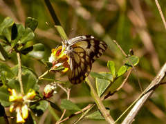 Belenois java teutonia