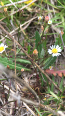 Symphyotrichum subulatum