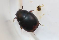 Sphaeridium bipustulatum