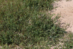 Erodium brachycarpum