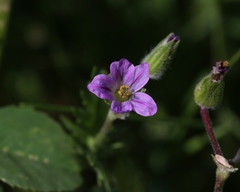 Erodium brachycarpum