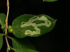 Aulagromyza cornigera