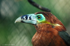 Spot-Billed Toucanet photo 5
