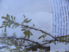 Vachellia schaffneri bravoensis