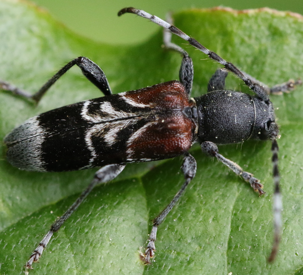 Anaglyptus