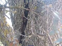 Biscogniauxia mediterranea