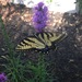 photo of Eastern Tiger Swallowtail (Papilio glaucus)