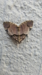 Anticlea derivata