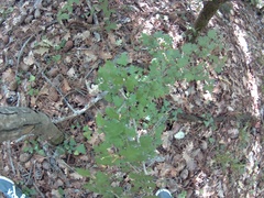 Crataegus microphylla