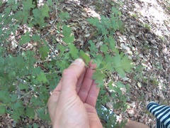 Crataegus microphylla