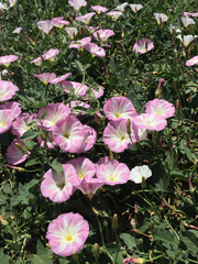 Convolvulus arvensis