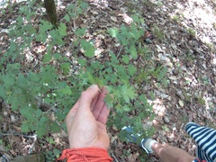 Crataegus microphylla
