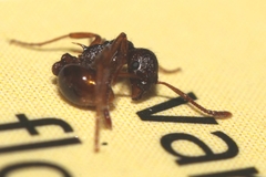 Myrmica ruginodis