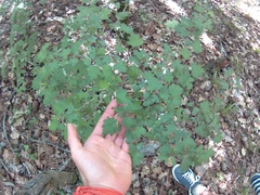 Crataegus microphylla