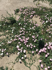 Convolvulus arvensis