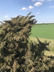 Gemeiner Wacholder (Juniperus communis): Herkunft und Verwendung — Foto 3