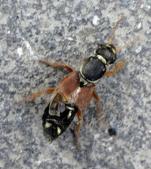 Staphylinus caesareus