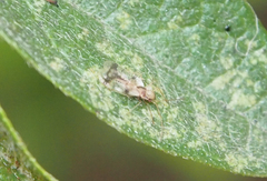 Stephanitis pyrioides