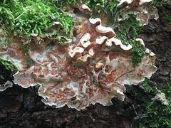 Skeletocutis amorpha