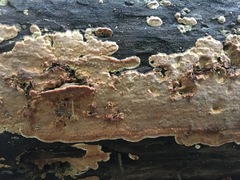 Dacryobolus karstenii