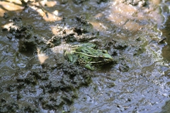 Lithobates kauffeldi