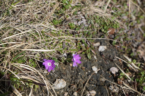 Primula minima (Primula minima)
