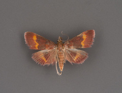 Pyrausta pseuderosnealis