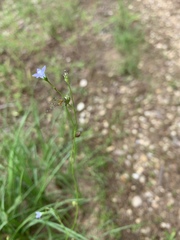 Wahlenbergia marginata