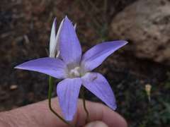 Wahlenbergia luteola