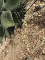 Plestiodon skiltonianus interparietalis