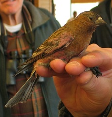 Leucosticte australis