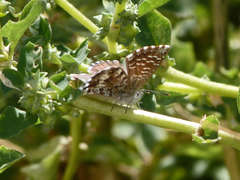 Theclinesthes serpentata serpentata