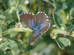 Theclinesthes serpentata serpentata