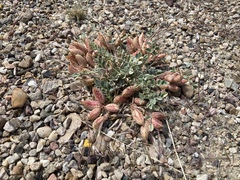 Astragalus chamaeleuce