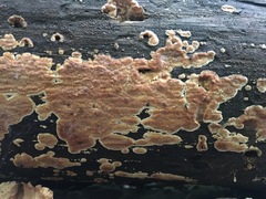 Dacryobolus karstenii