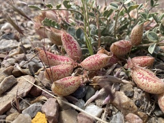 Astragalus chamaeleuce