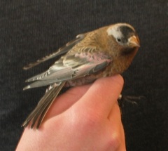 Leucosticte tephrocotis