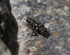 Ellipes minuta
