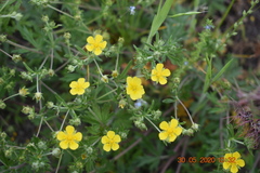 Potentilla argentea