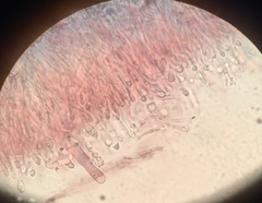 Dacryobolus karstenii