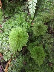 Dendrohypopterygium filiculiforme