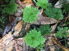 Dendrohypopterygium filiculiforme